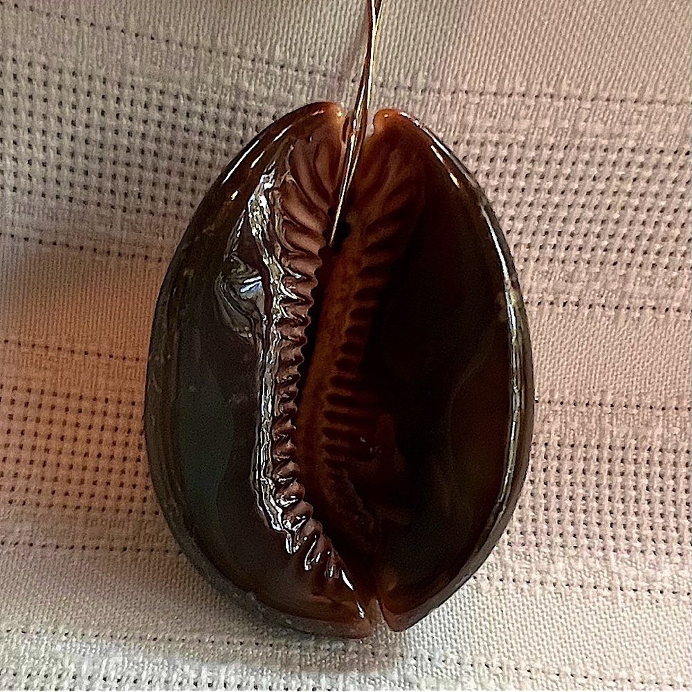 Humpback Cowry Cowrie Shell Gold Wire Bail EUC - Picture 4 of 13
